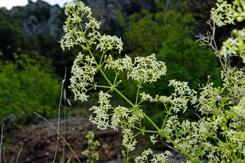 Galium lucidum / Caglio lucido